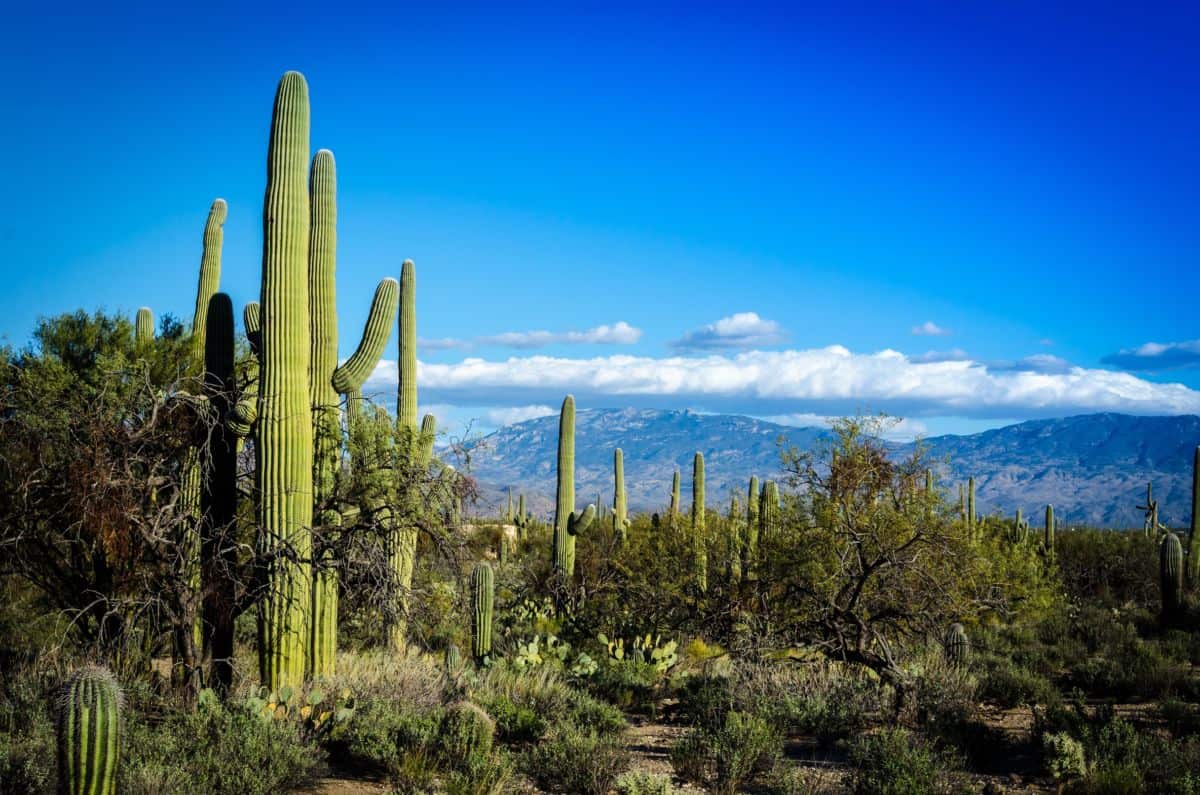 The Wellness Wonders of AZ encourages community to be active and discover Arizona - Greater Phoenix Chamber